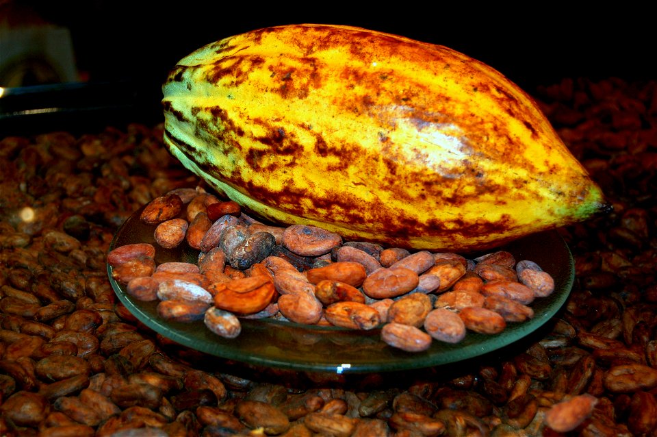 Kakaofrucht mit Kakaobohnen