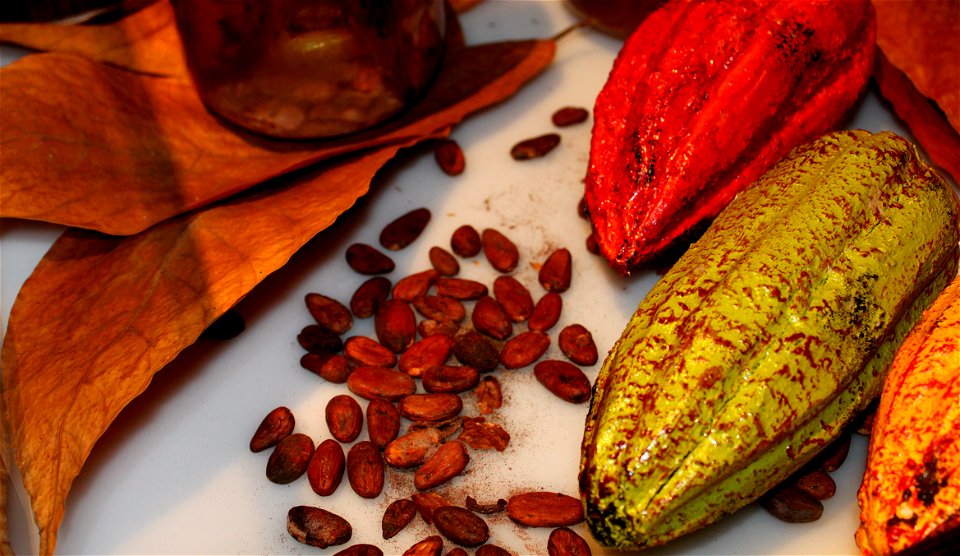 Fèves de cacao exposées au Musée du Chocolat de Bayonne, située au sein de la maison mère de l'Atelier du Chocolat à Bayonne, Pays Basque.