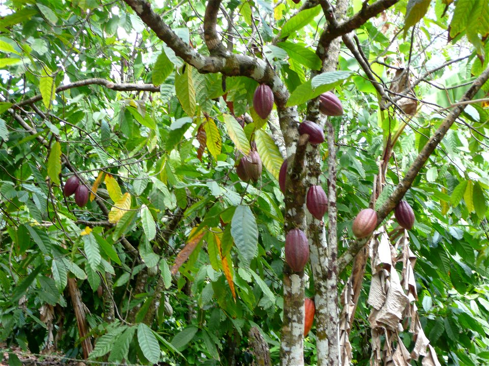 Theobroma cacao tree in Punta Cana, Dominican Republic.