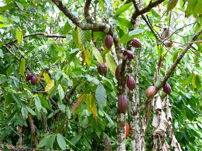 Theobroma cacao tree in Punta Cana, Dominican Republic. photo