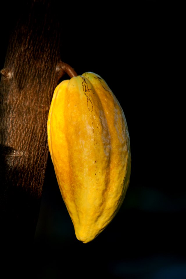 A Theobroma cacao fruit in the botanical garden of Hamburg.