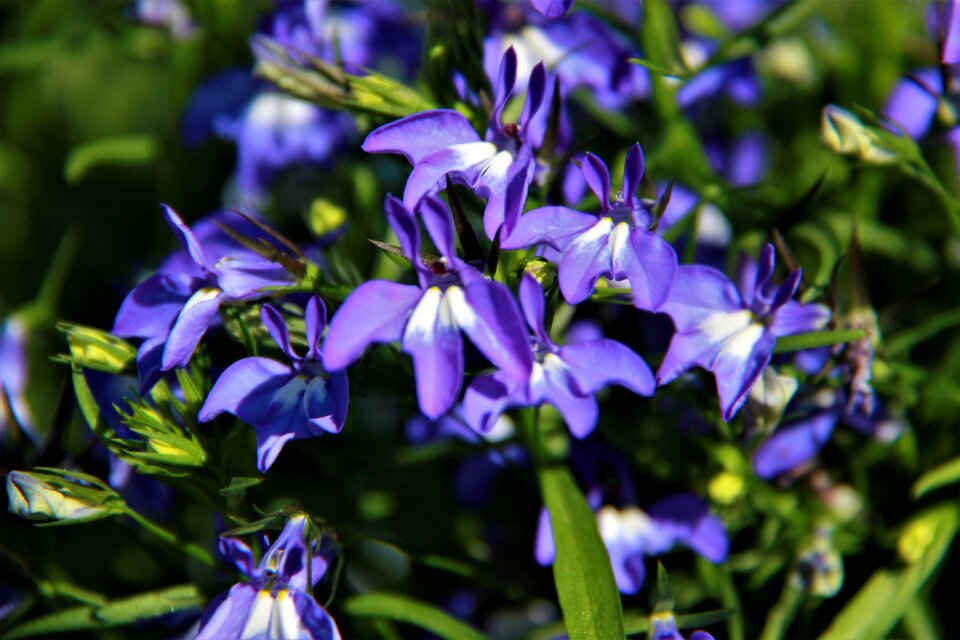 Blue flower beautiful flower garden flower