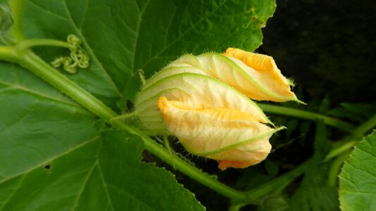 Yellow bio vegetables