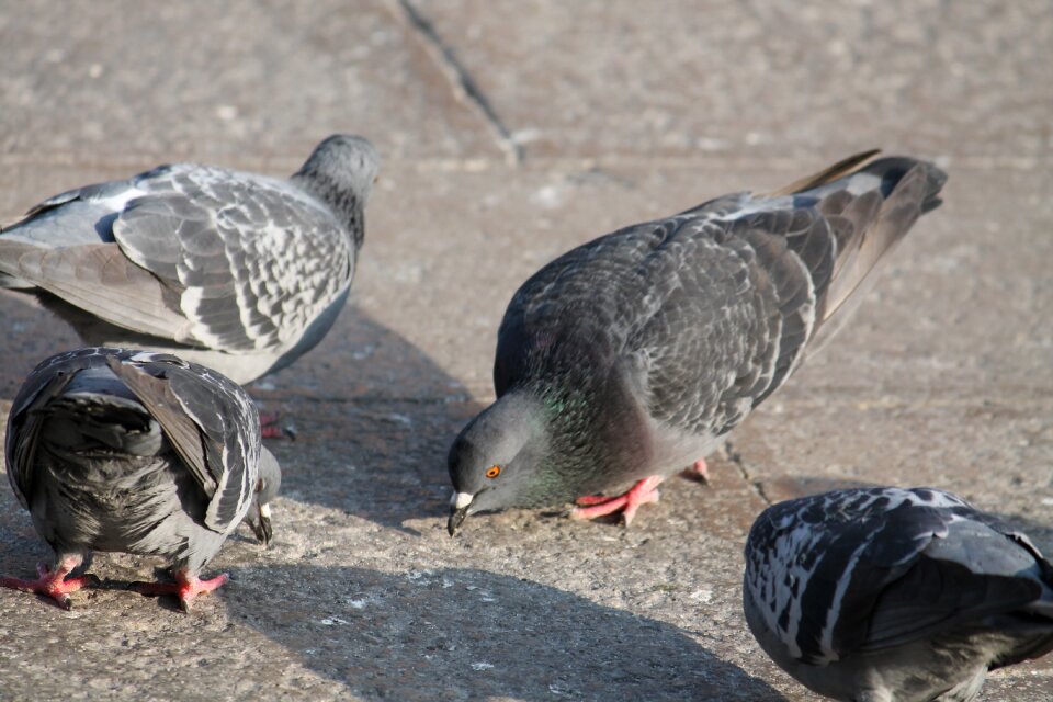 Pigeon feather wildlife