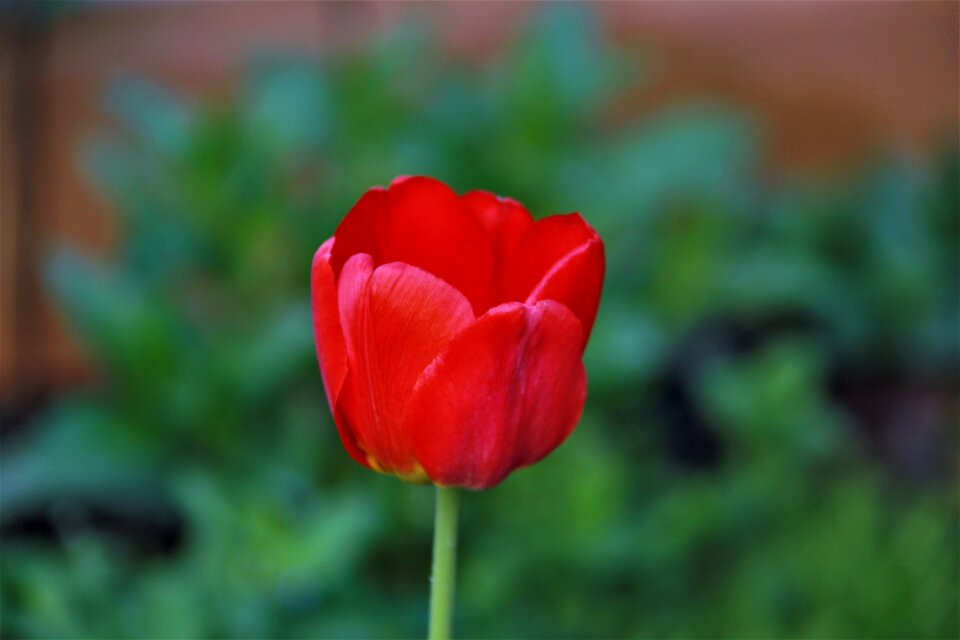 Flower spring bud