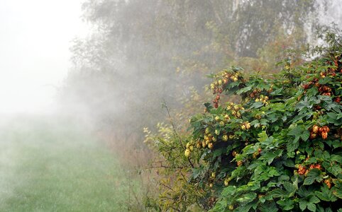 Green nature bush