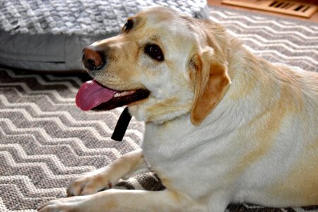 Pet animal canine