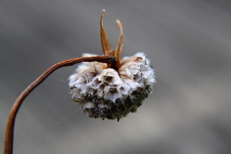 Plant dead flowers photo