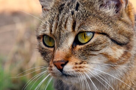 Animal catlike hairy