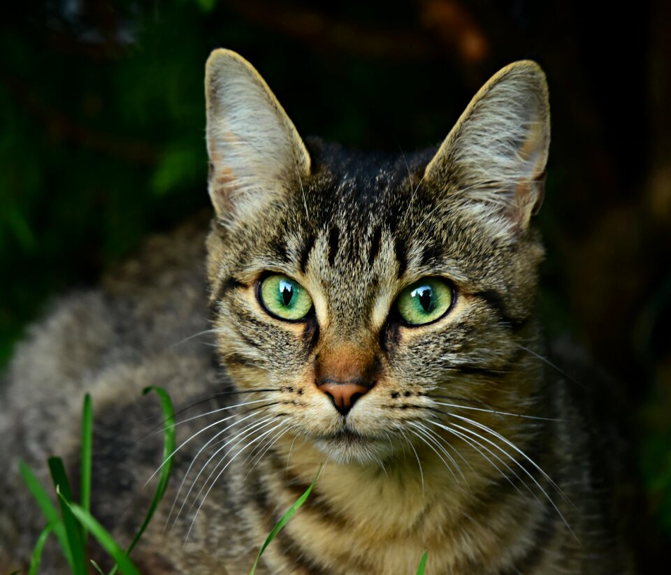 Fence cat on fence tabby