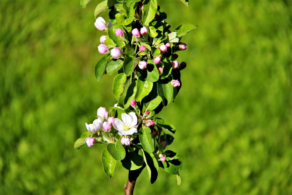 Flowers apple tree tree