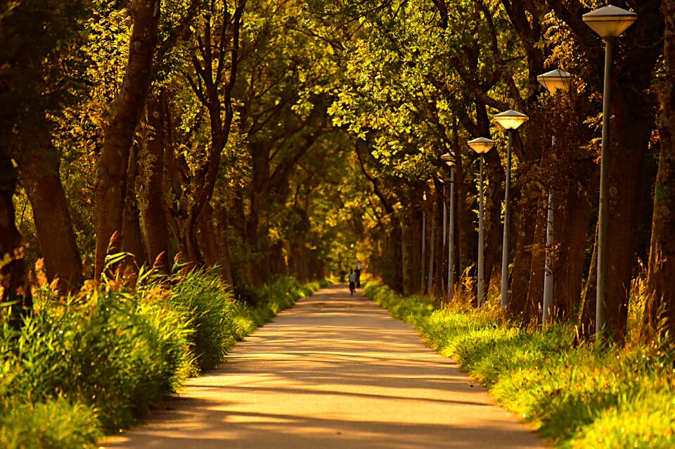 Trees rural brown tree