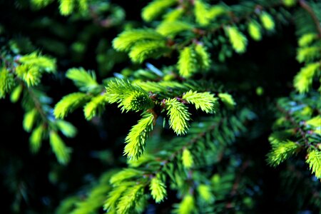 Branch spruce nature