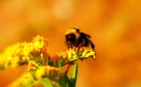Apiformes antennae animals