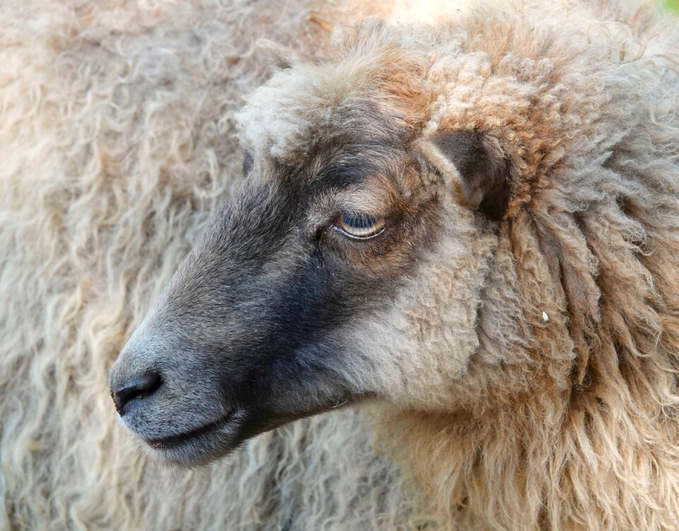 Close up animal portrait livestock