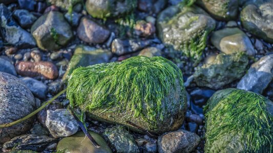 Nature seaweed green