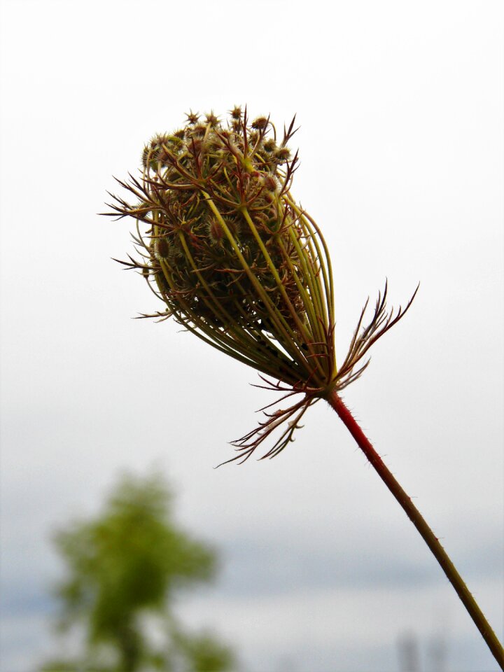 Nature autumn flower