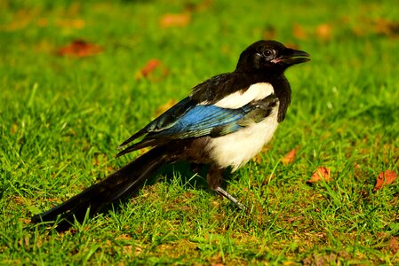 Animal corvid corvidae