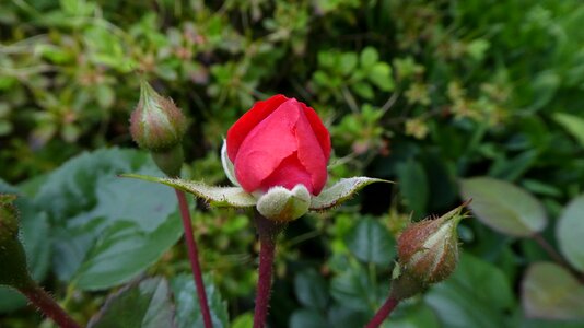 Bud delicate flower summer
