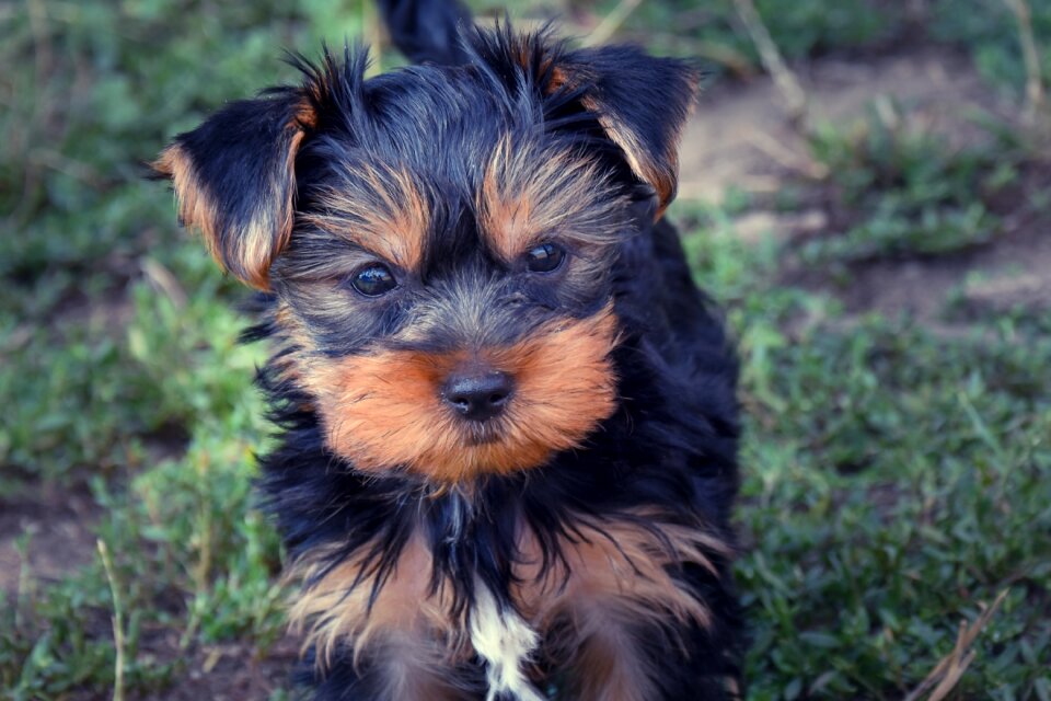 Puppy animal doggie