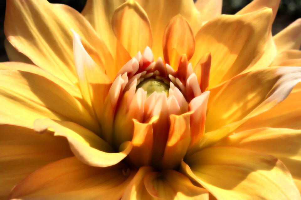 Bloom flower flower garden