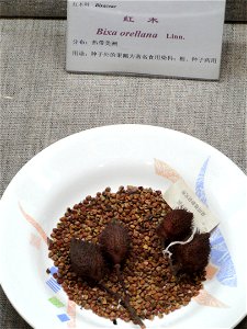 Seeds exhibited in the Kunming Botanical Garden, Kunming, Yunnan, China.