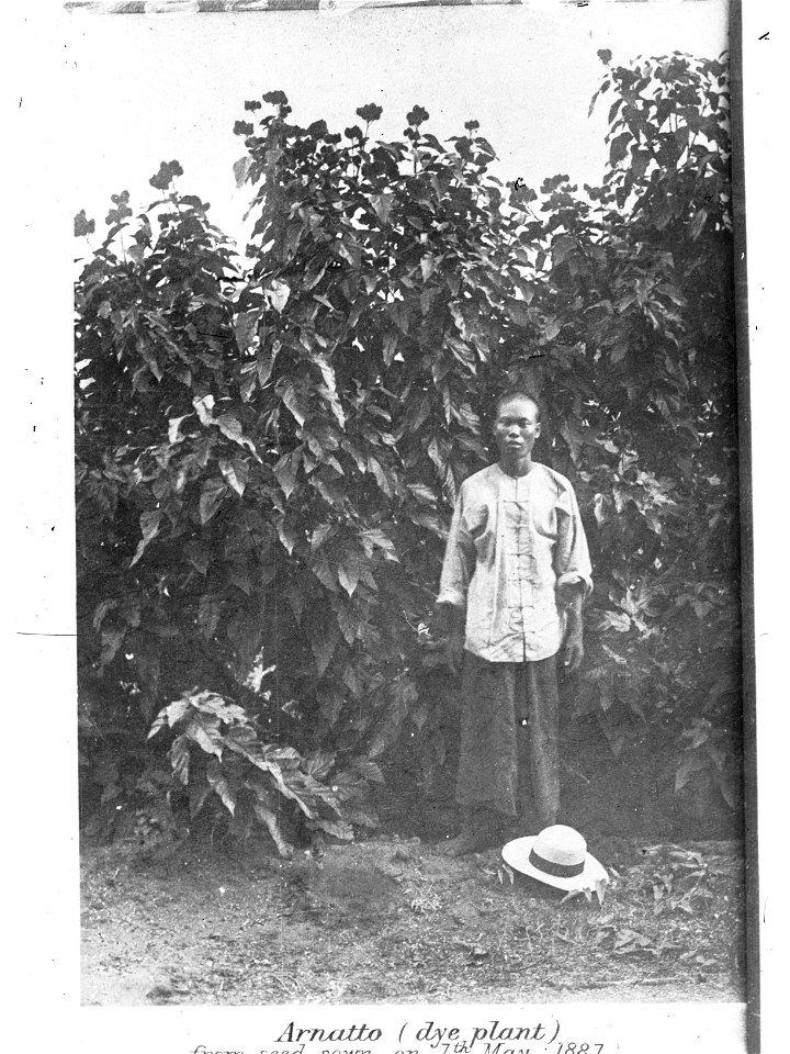 Chinese gardener standing beside crop of Arnatto (dye plant) - Northern TerritoryChinese gardener standing beside crop of Sunn Hemp - Northern Territory