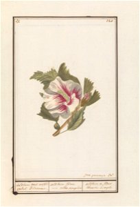 IdentificatieTitel(s): Hibiscus (Hibiscus syriacus)Althea met witte enkel Blomme. / althea flore - albo simplici. / althea a fleur blanche simple (titel op object)Objecttype: tekening Objectnummer: RP photo