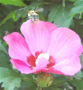 bumblebee with pollen - Bourdon plein de pollen photo