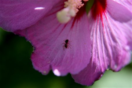 This picture was taken in an urban backyard in Portage, Michigan. It is of an ant on a garden flower. photo
