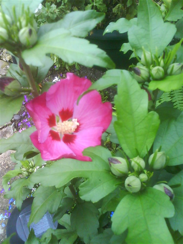 This is a Hibiscus in my garden, but I don't know which variety.