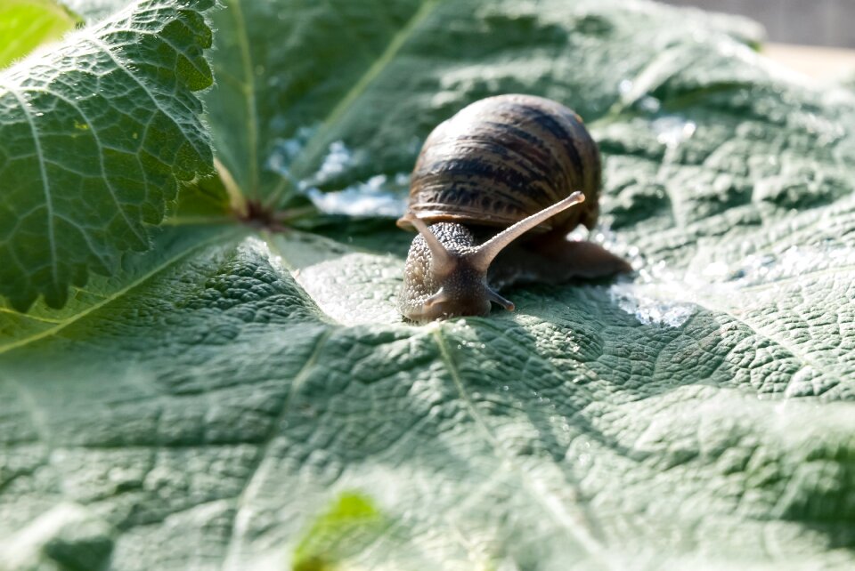 Mollusk shell horns