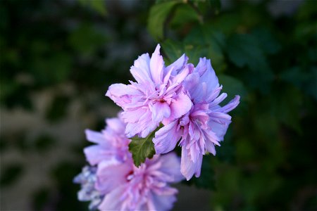 Hibiscus syriacus (Rose of Sharon) 'Blushing Bride'. photo