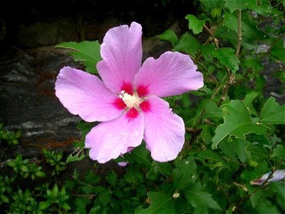 A Hibiscus syriacus on a street in Seoul, South Korea photo