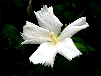 a flower photo