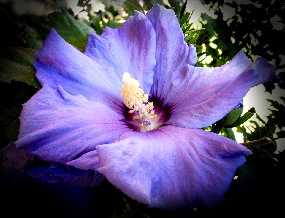Shot With A Vivitar S830 @ 16.1MP. Photoshop CS5 --> Auto Tone Adj. --> Alien Skin Exposure 3 Filter - Color Film / Fuji Velvia 100F --> Alien Skin Exposure 3 - Color Film / Distortion @ Larg
