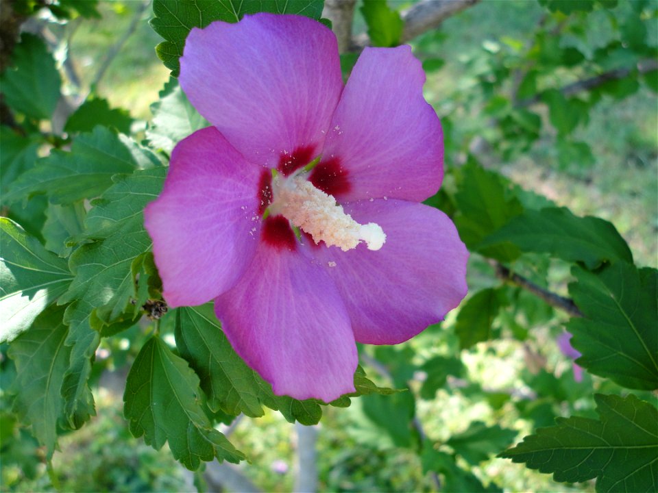 Pink flower of a Hibiscus syriacus (Rose of Sharon). photo