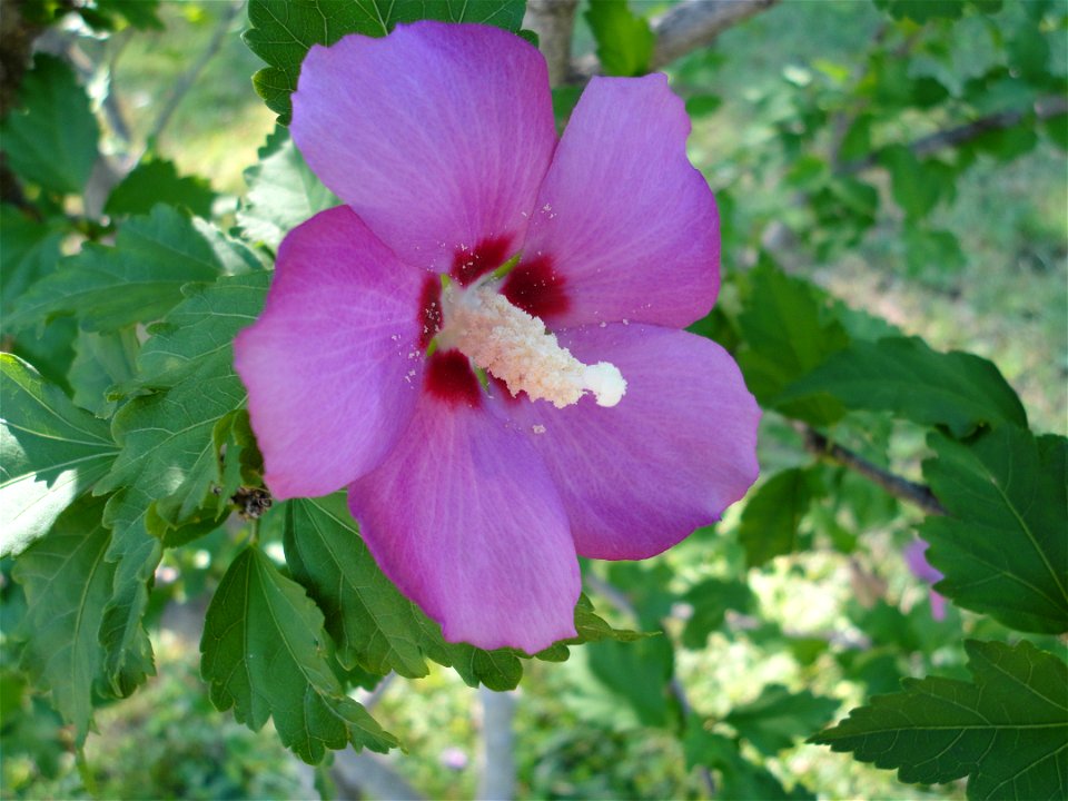 Pink flower of a Hibiscus syriacus (Rose of Sharon).