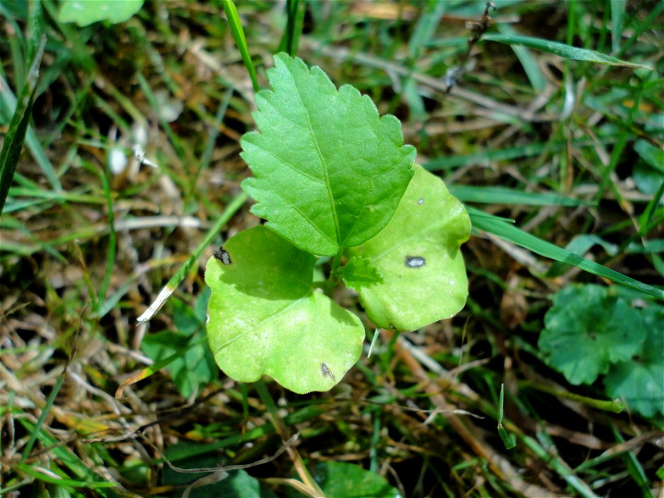 Seedling of Hibiscus syriacus (Rose of Sharon). photo