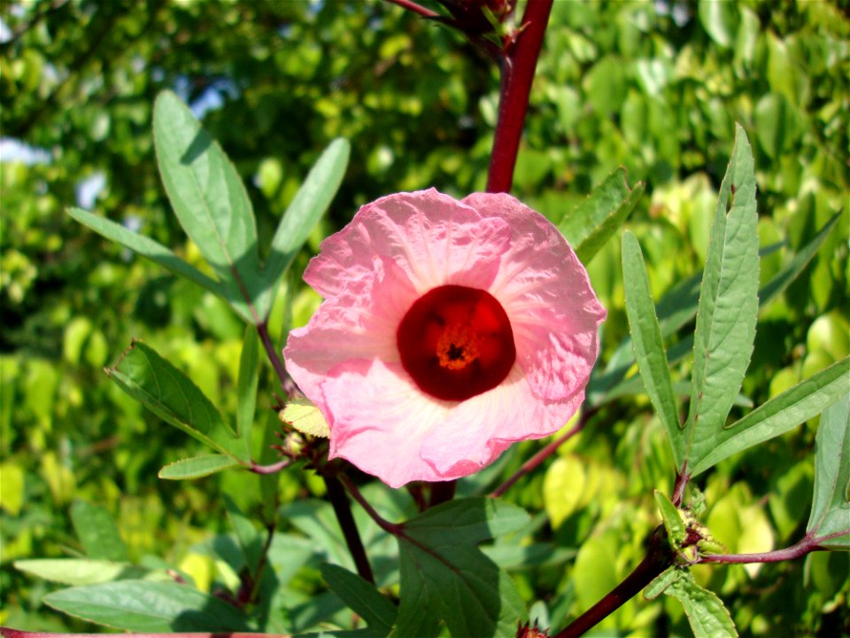 Bissap en fleur