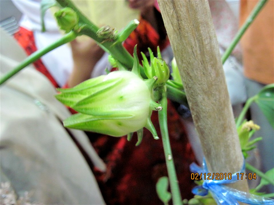 Roselle varieti putih