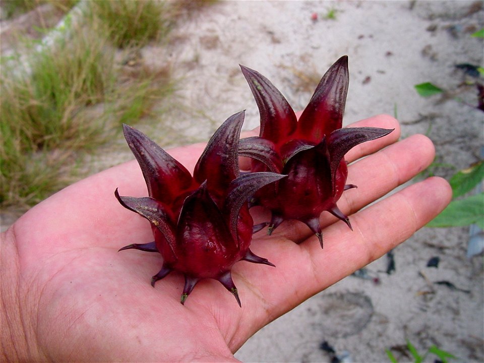 A roselle variety planted in Malaysia.  Roselle fruits are harvested fresh, and their calyces are made into a pro-health drink rich in vitamin C and anthocyanins.

(Author: Dr. Mohamad bin Osman, Univ