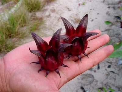 A roselle variety planted in Malaysia. Roselle fruits are harvested fresh, and their calyces are made into a pro-health drink rich in vitamin C and anthocyanins. (Author: Dr. Mohamad bin Osman, Univ photo