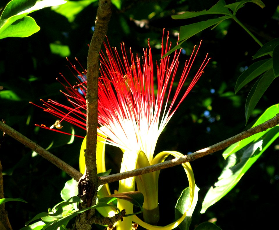 beautigul blooming pachira aquatica flower, sao paulo Brasil