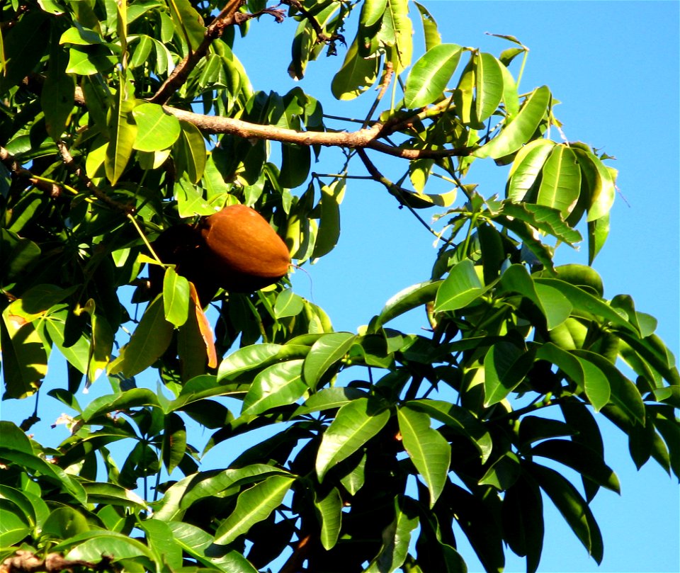 monguba fruit, pachira aquatica