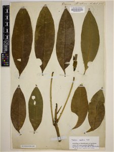 Pachira aquatica Aubl. - herbier collecté par Aublet en Guyane, conservé au British Museum 000645671 photo