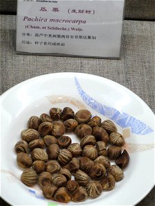 Seeds exhibited in the Kunming Botanical Garden, Kunming, Yunnan, China.