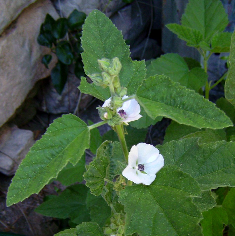 Althaea officinalis flowering in Castelltallat, Catalonia