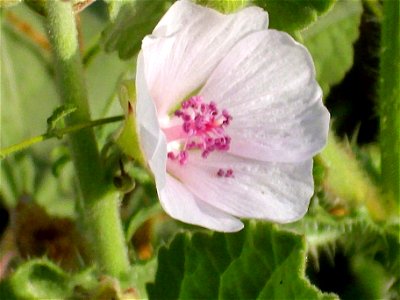 Althaea officinalis close up Campo de Calatrava, Spain