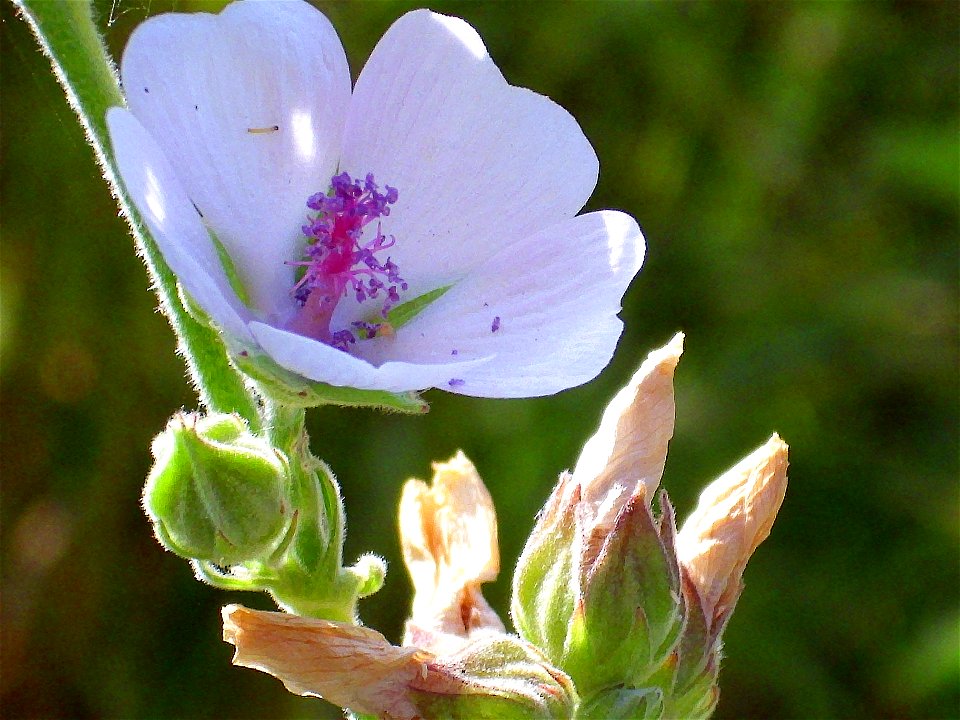 Althaea officinalis close up Campo de Calatrava, Spain